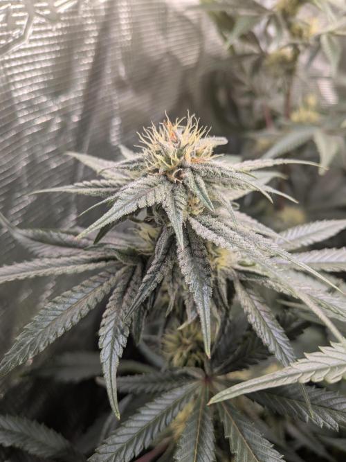 Autopots & Berries. Week 8