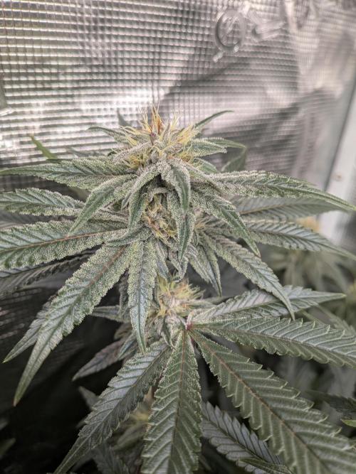 Autopots & Berries. Week 8