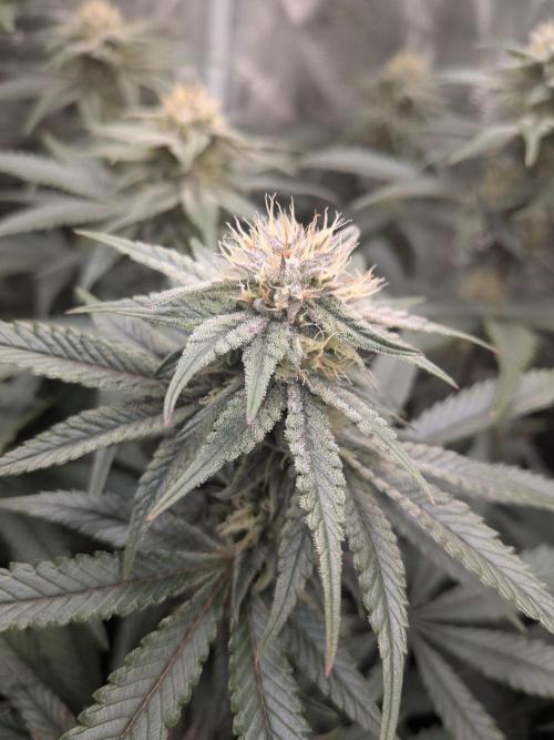 Autopots & Berries. Week 8