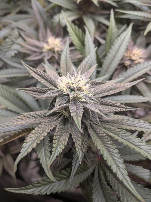 Autopots & Berries. Week 8