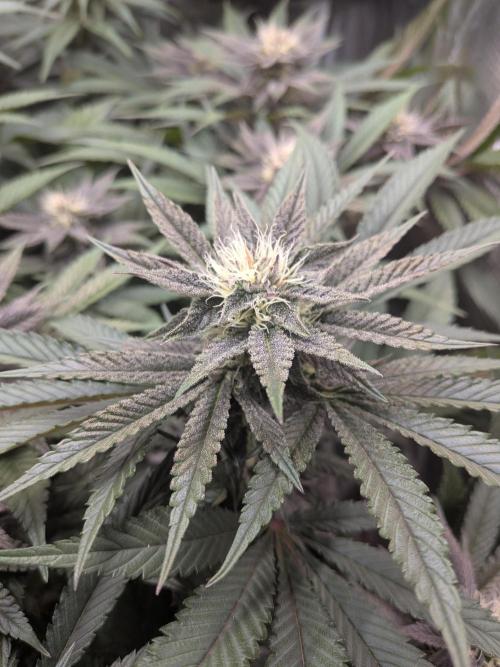 Autopots & Berries. Week 8