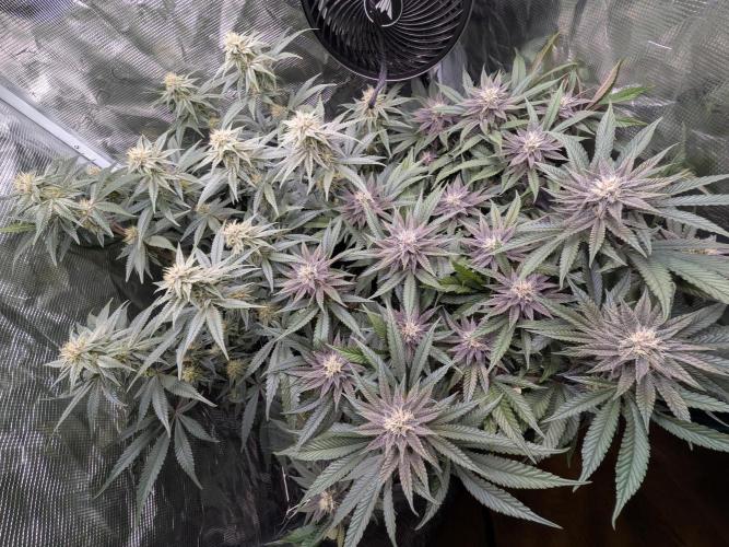 Autopots & Berries. Week 8