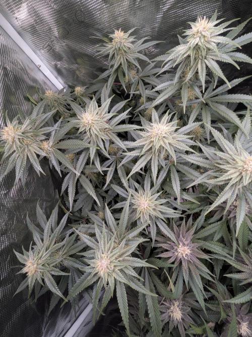 Autopots & Berries. Week 8