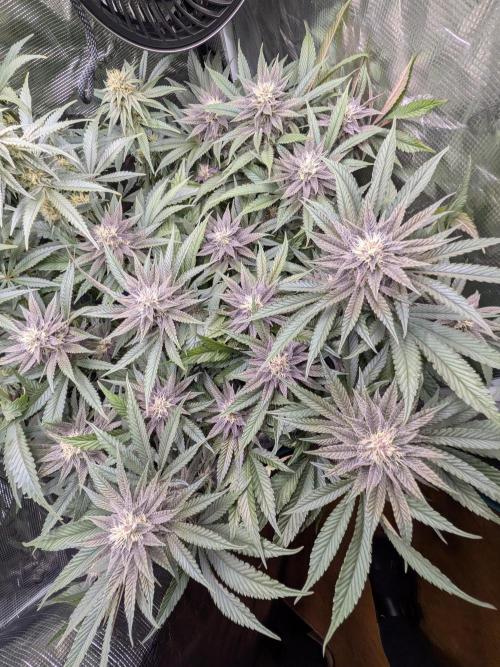 Autopots & Berries. Week 8