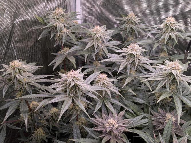 Autopots & Berries. Week 9