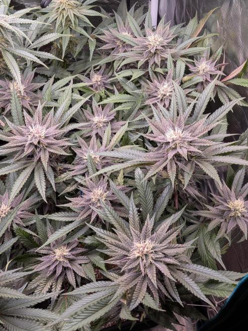 Autopots & Berries. Week 9