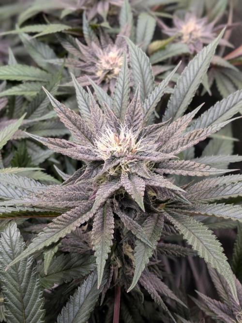 Autopots & Berries. Week 9