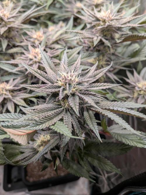 Autopots & Berries. Week 9