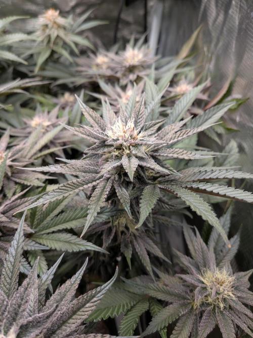 Autopots & Berries. Week 9