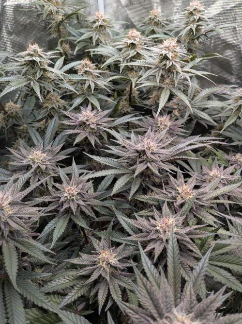 Autopots & Berries. Week 9