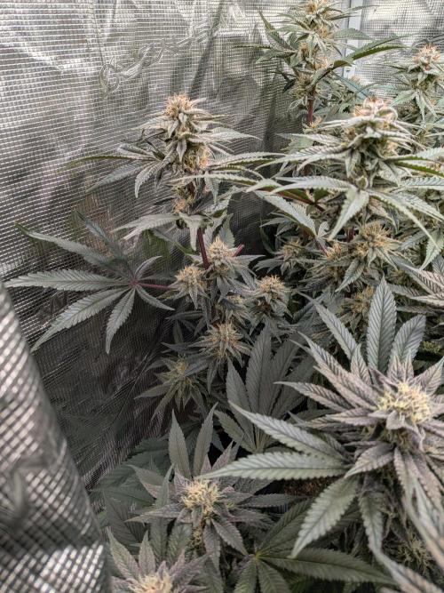 Autopots & Berries. Week 9