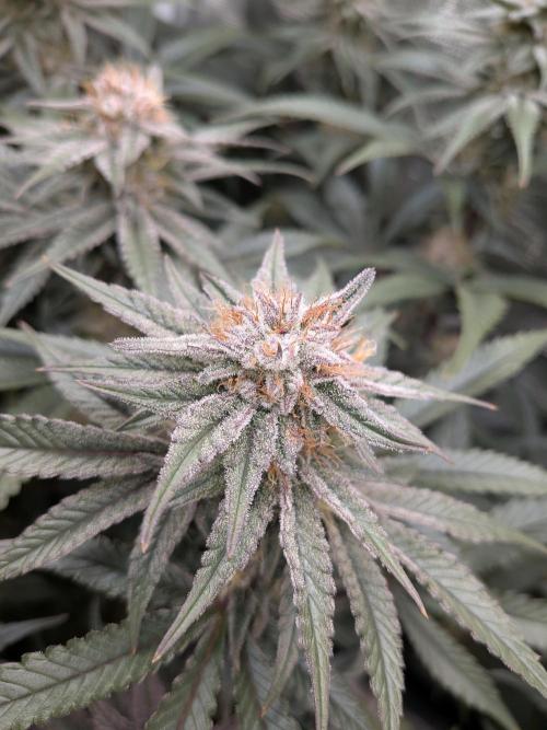 Autopots & Berries. Week 9