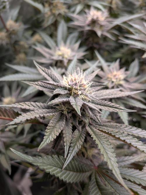 Autopots & Berries. Week 9