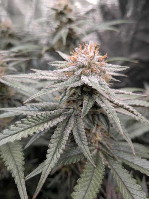 Autopots & Berries. Week 9