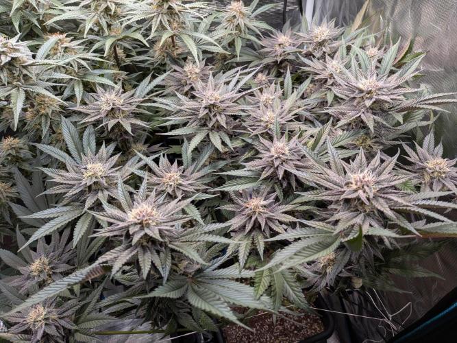 Autopots & Berries. Week 9