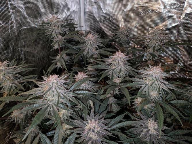 Autopots & Berries. Week 9