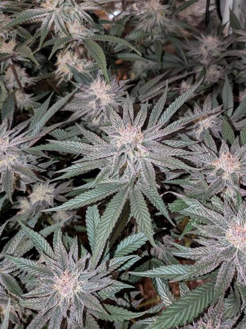 Autopots & Berries. Week 9