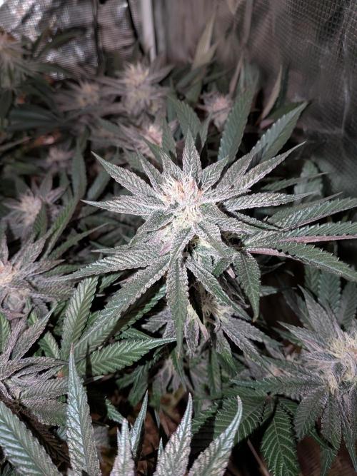 Autopots & Berries. Week 9