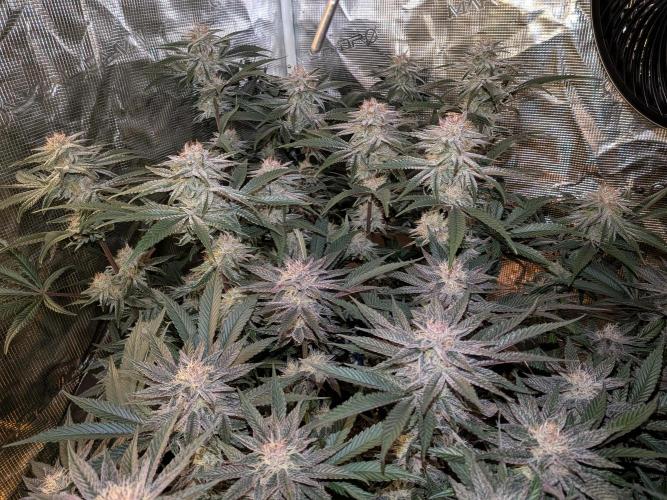 Autopots & Berries. Week 9