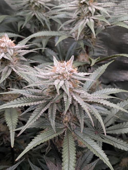 Autopots & Berries. Week 9