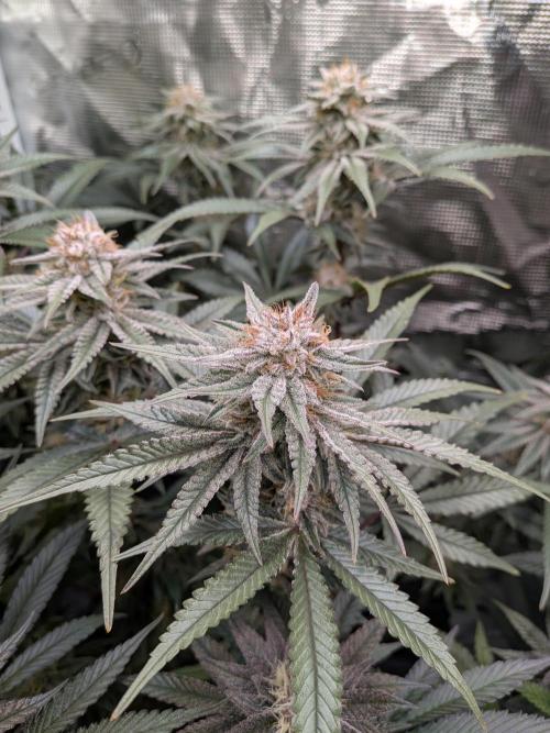 Autopots & Berries. Week 9