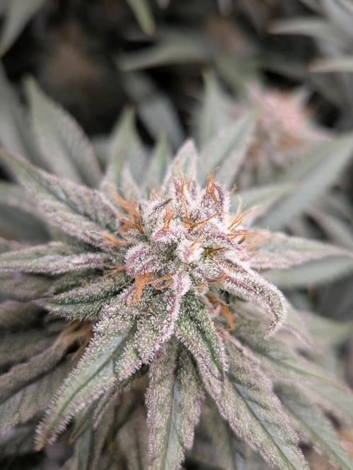 Autopots & Berries. Week 9