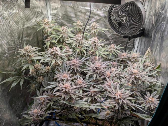 Autopots & Berries. Week 10