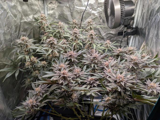 Autopots & Berries. Week 10