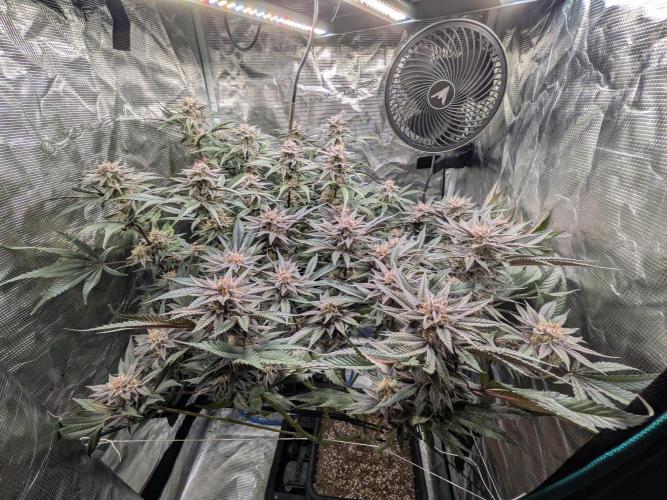 Autopots & Berries. Week 10