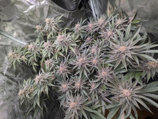 Autopots & Berries. Week 10