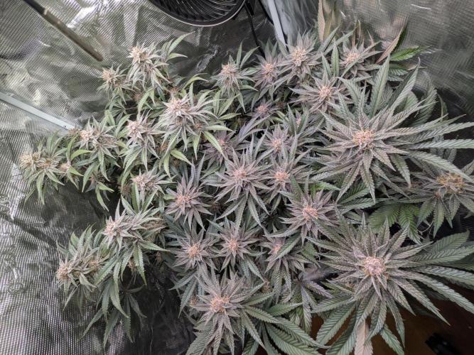 Autopots & Berries. Week 10