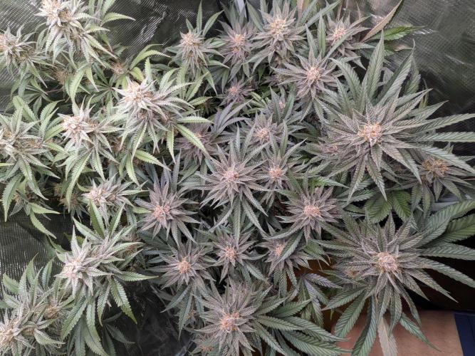 Autopots & Berries. Week 10