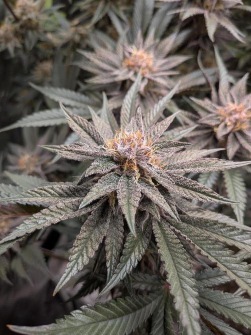 Autopots & Berries. Week 10