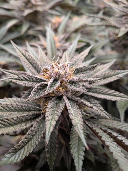 Autopots & Berries. Week 10