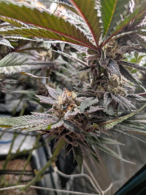 Autopots & Berries. Week 10