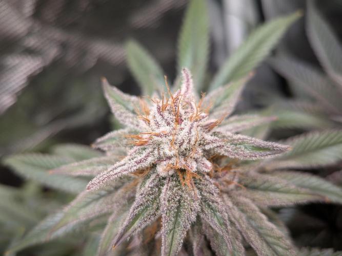 Autopots & Berries. Week 10