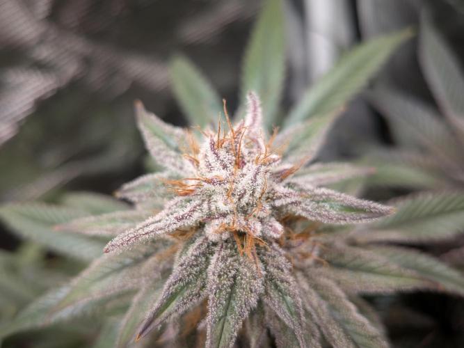 Autopots & Berries. Week 10