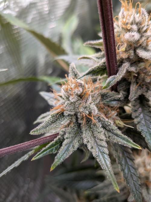 Autopots & Berries. Week 10