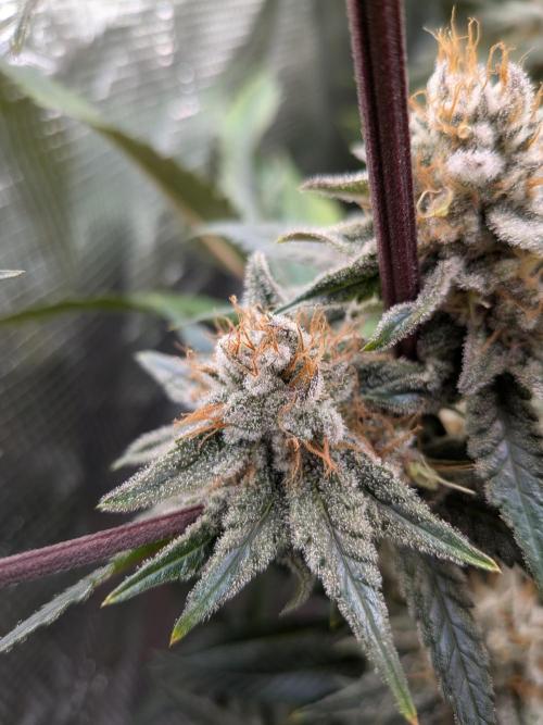 Autopots & Berries. Week 10