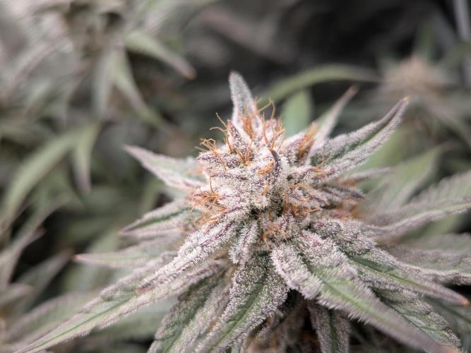 Autopots & Berries. Week 10