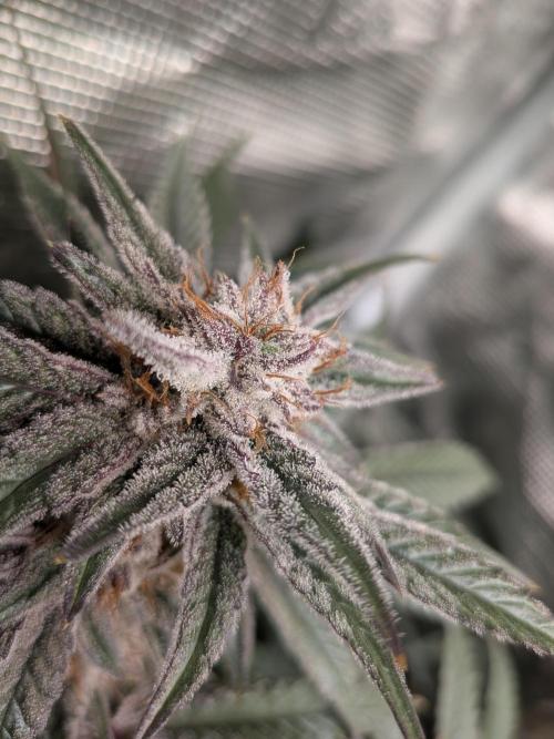 Autopots & Berries. Week 10