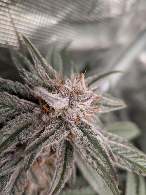 Autopots & Berries. Week 10