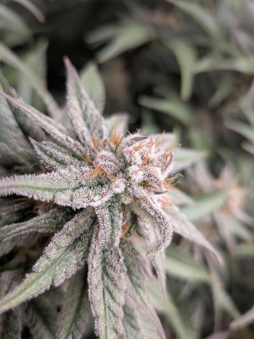 Autopots & Berries. Week 10