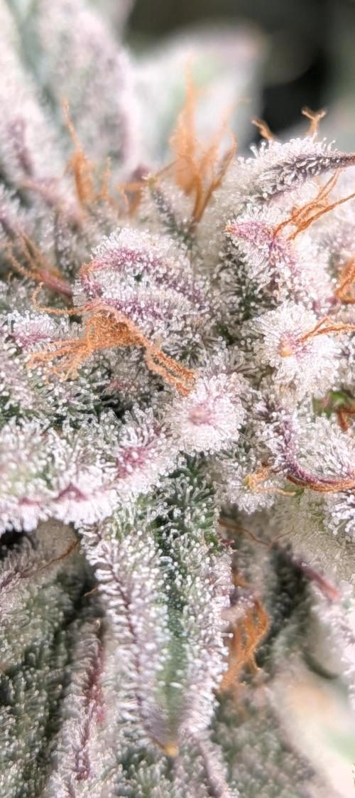 Autopots & Berries. Week 10