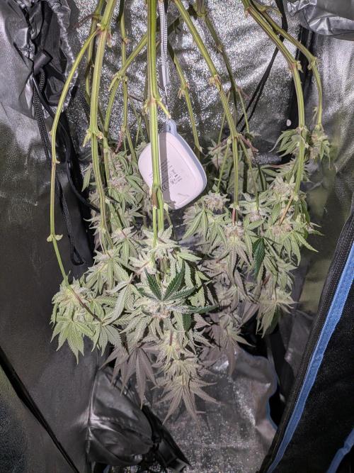 Autopots & Berries. Week 11