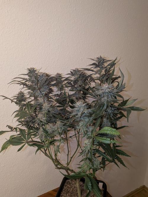 Autopots & Berries. Week 11