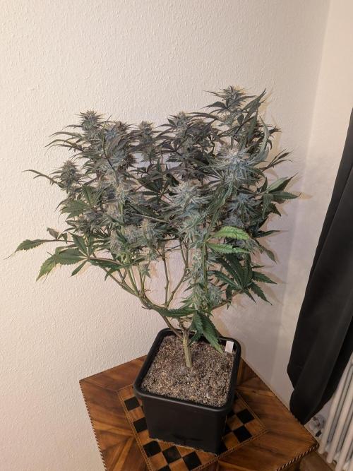 Autopots & Berries. Week 11