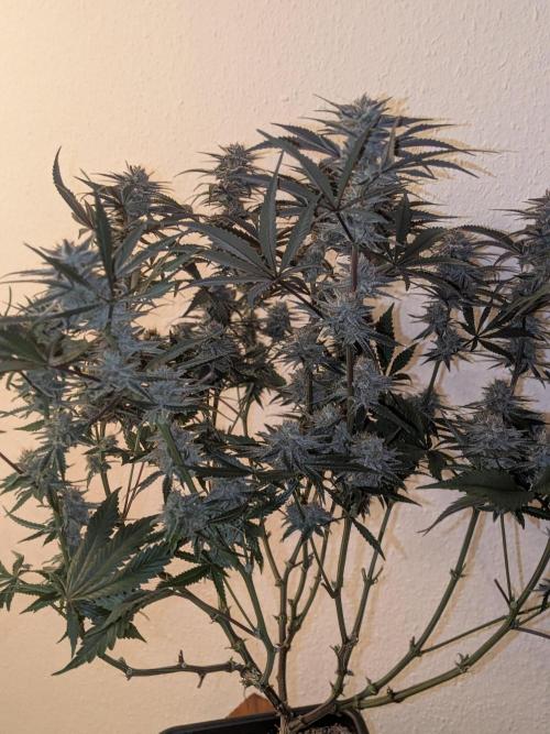 Autopots & Berries. Week 11