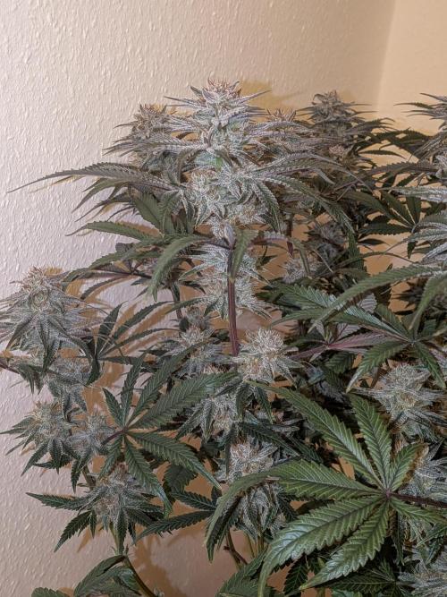 Autopots & Berries. Week 11