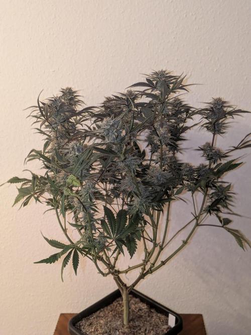 Autopots & Berries. Week 11